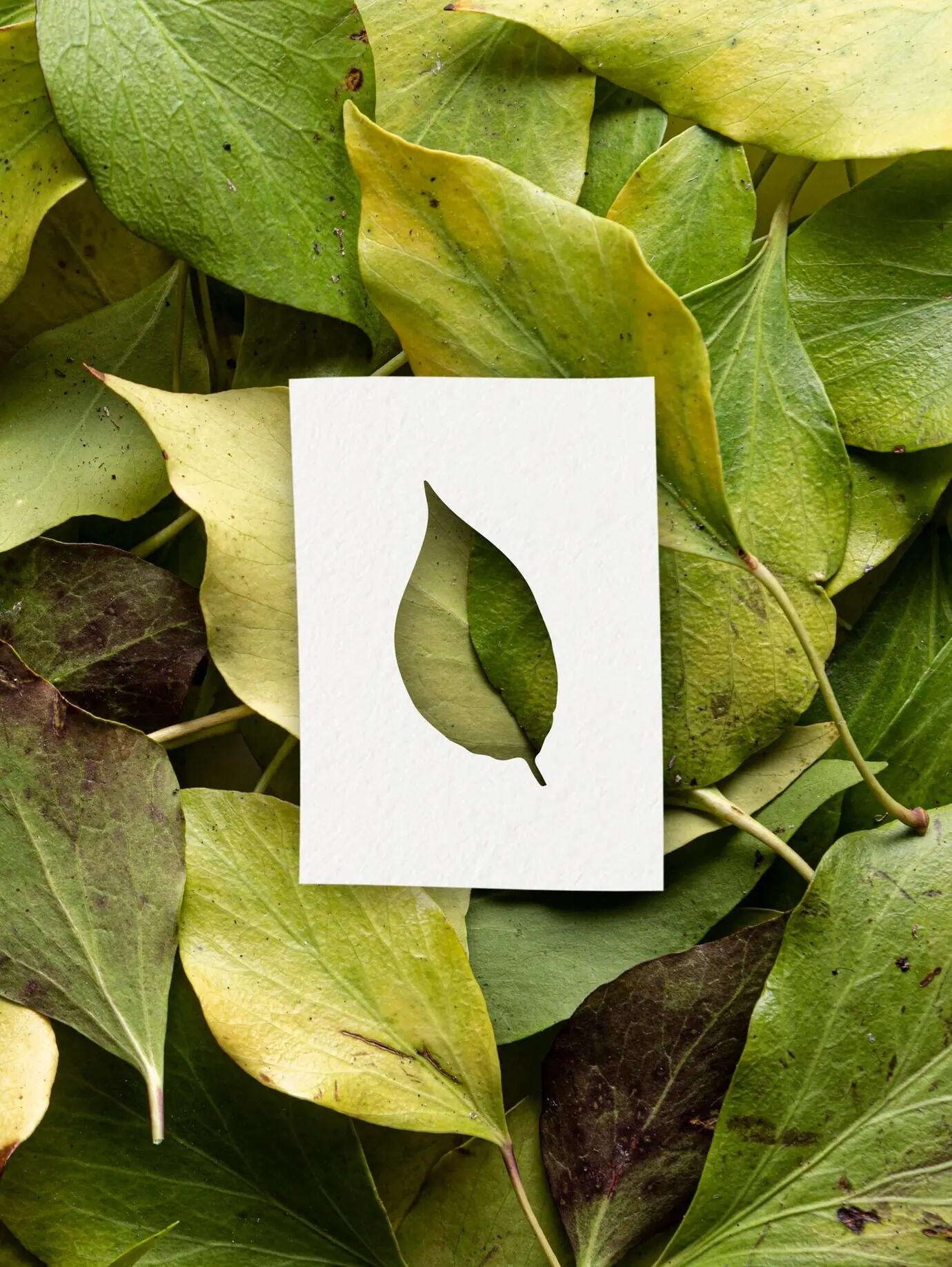 Konzept herbstlicher Formen mit Blättern