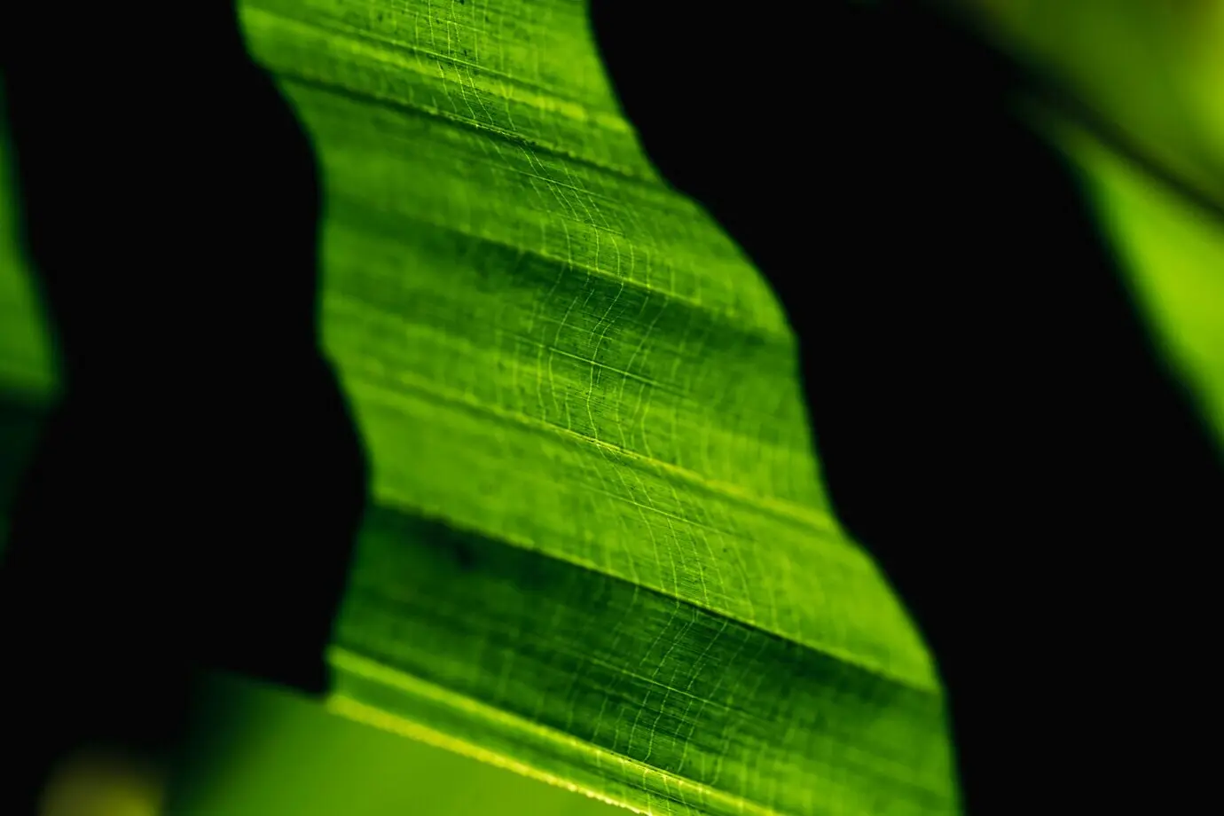 Detail eines grünen Blattes