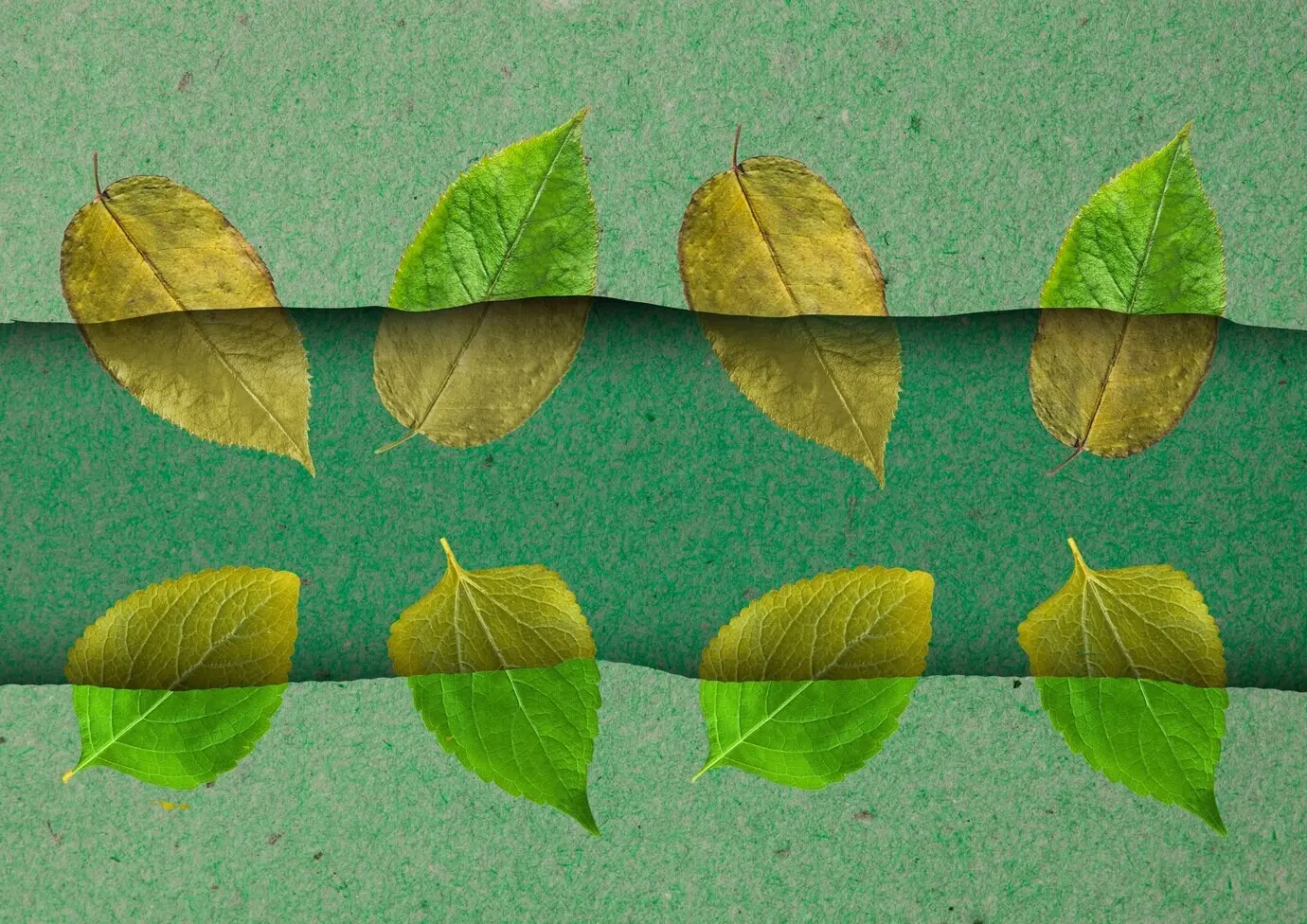 Draufsicht auf grüne und gelbe Blätter